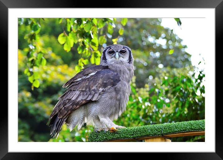 beautiful owl Framed Mounted Print by nick wastie