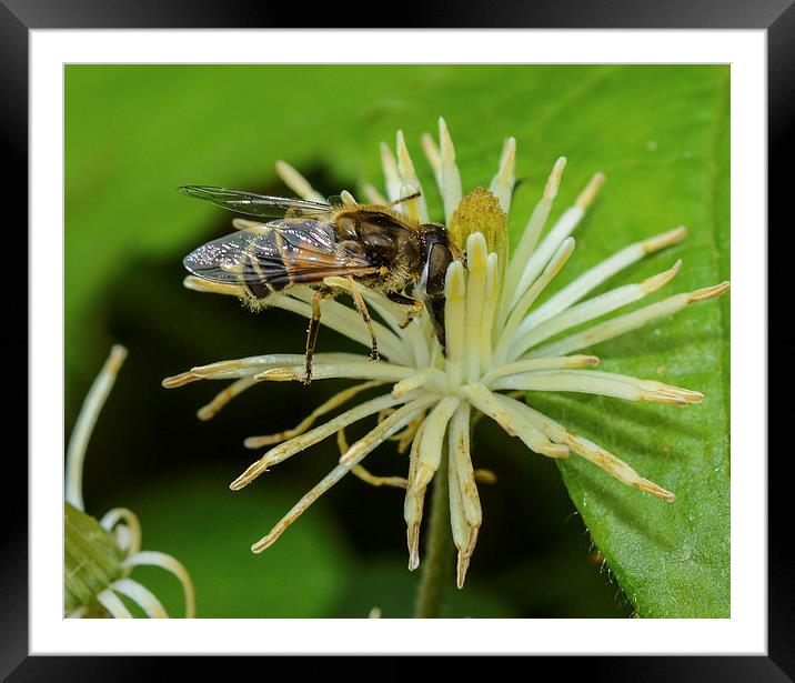 hover fly Framed Mounted Print by nick wastie