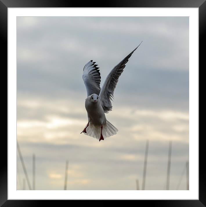 seagull posing Framed Mounted Print by nick wastie