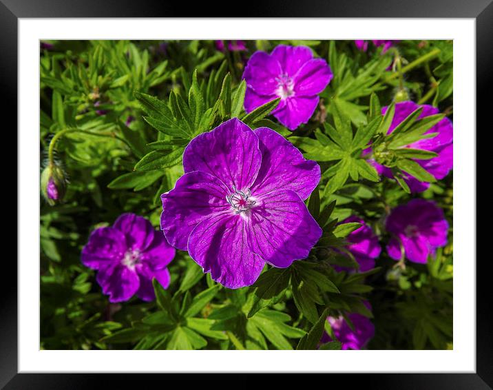 gorgeous flower Framed Mounted Print by nick wastie