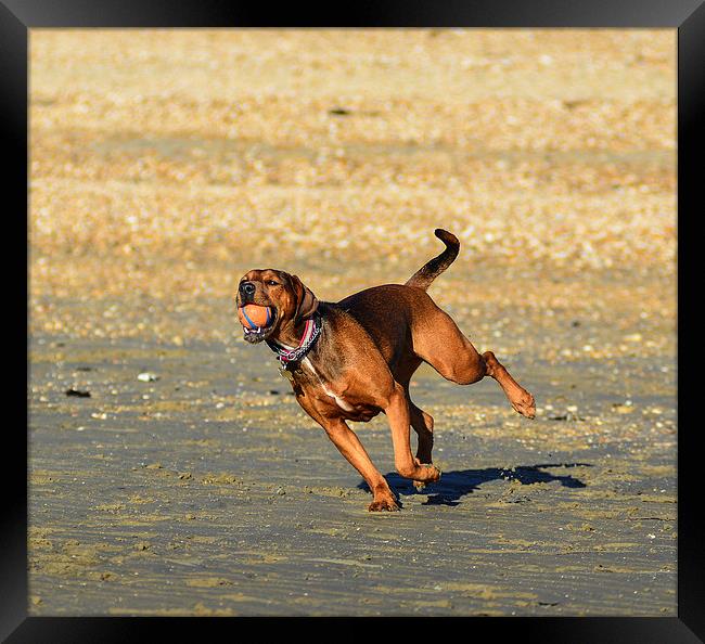 dog on beach Framed Print by nick wastie