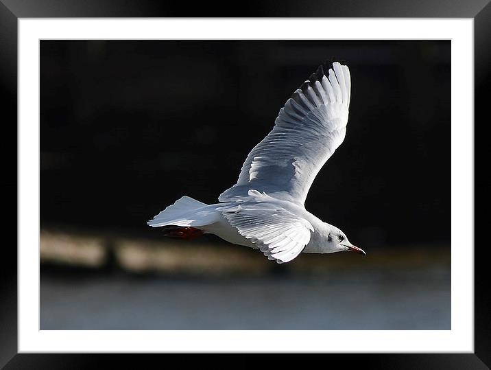 seagull Framed Mounted Print by nick wastie