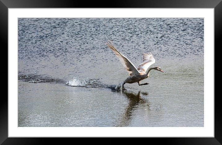 walking on water Framed Mounted Print by nick wastie