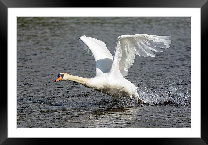 swan ready for landing Framed Mounted Print by nick wastie