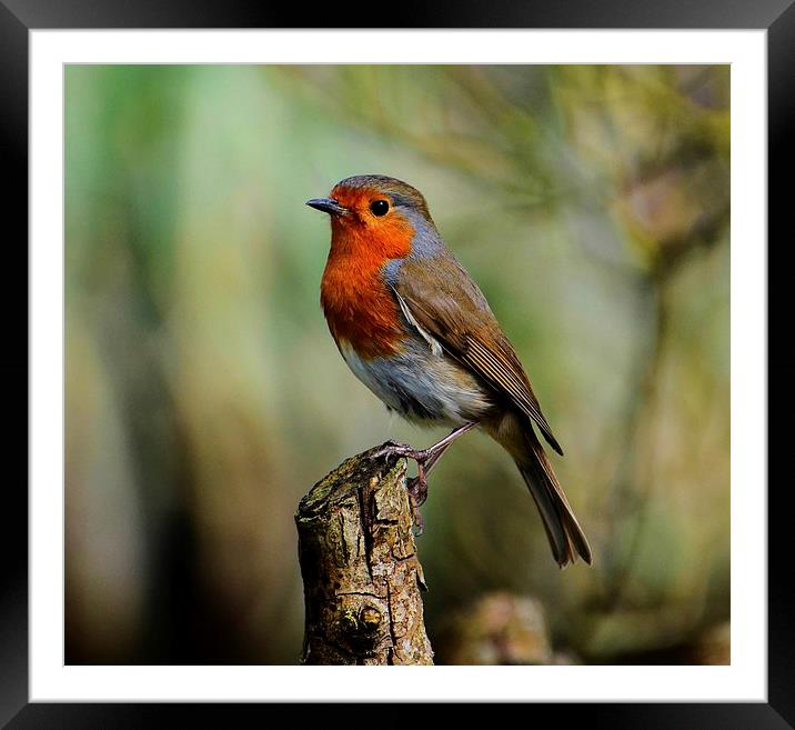 robin redbreast Framed Mounted Print by nick wastie