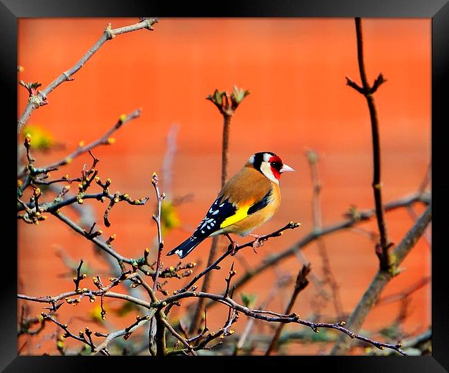 goldfinch Framed Print by nick wastie