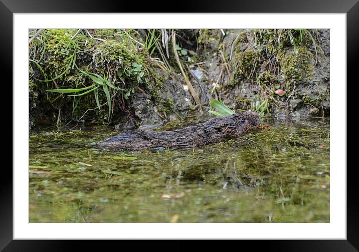 water vole Framed Mounted Print by nick wastie