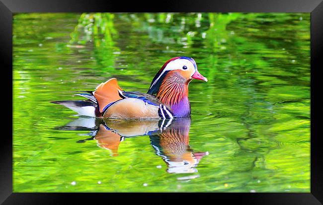 mandarin duck Framed Print by nick wastie