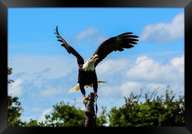 eagle Framed Print by nick wastie