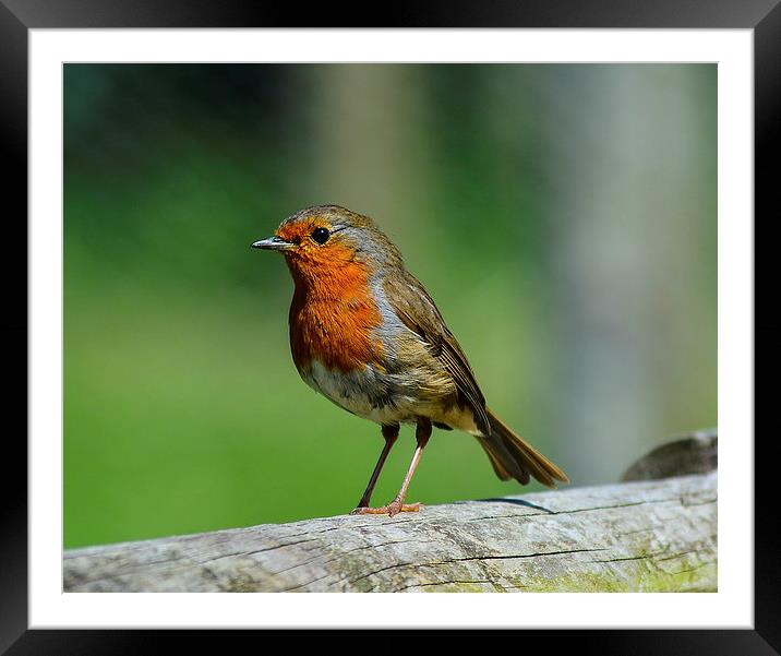 my mate robin Framed Mounted Print by nick wastie