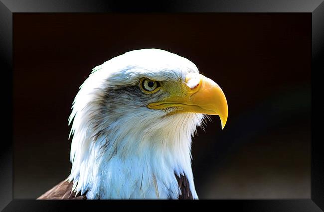 beautiful eagle Framed Print by nick wastie