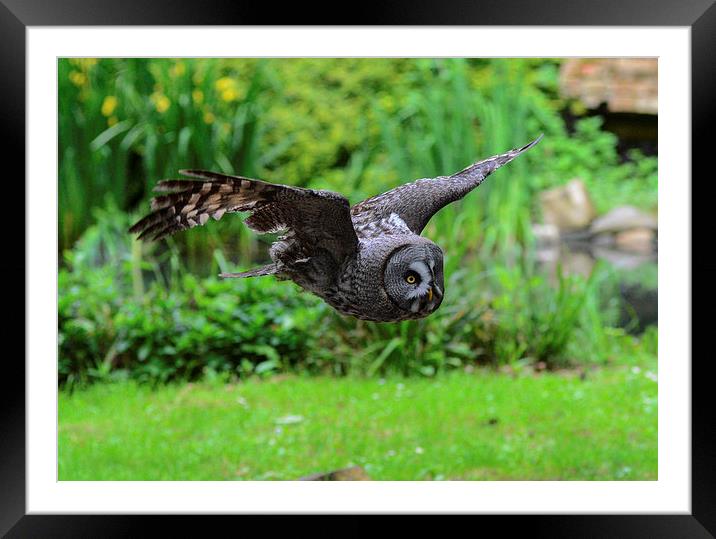 owl searching for prey Framed Mounted Print by nick wastie