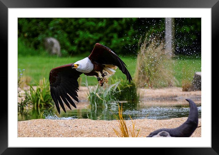 american bald eagle Framed Mounted Print by nick wastie