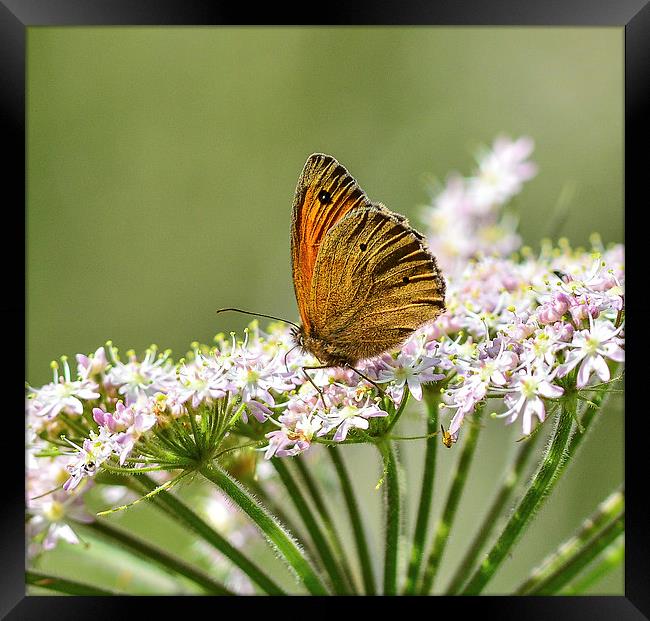 common grassland butterfly Framed Print by nick wastie