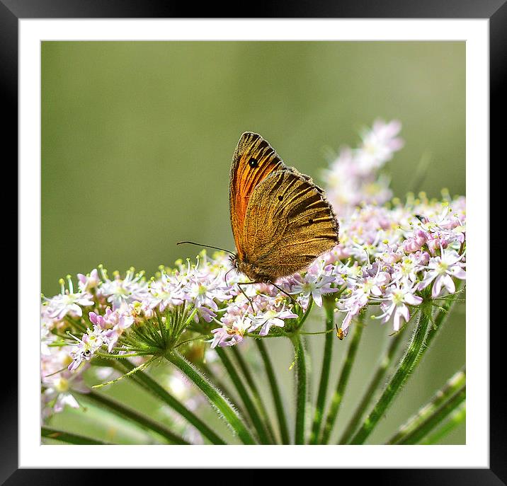 common grassland butterfly Framed Mounted Print by nick wastie