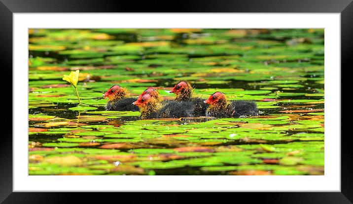 moorhen chicks Framed Mounted Print by nick wastie