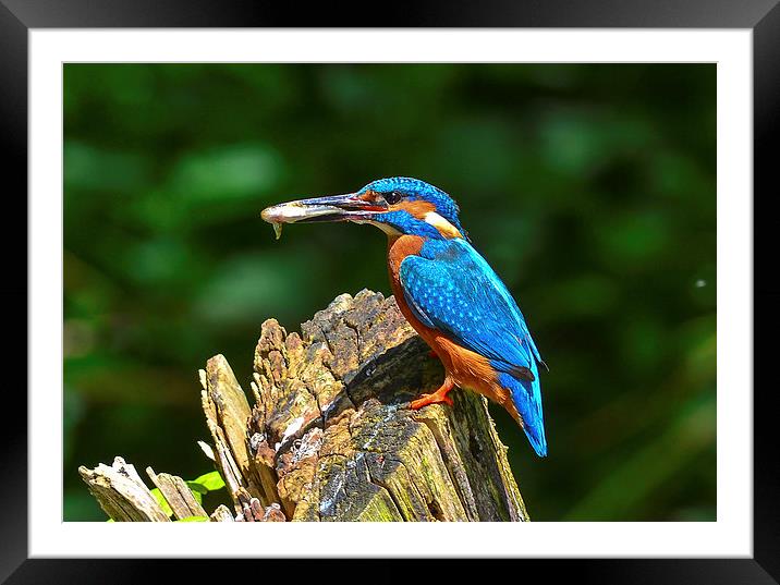 kingfisher Framed Mounted Print by nick wastie