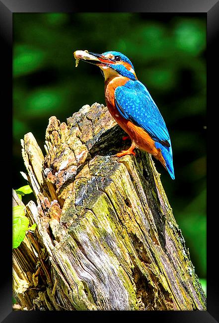 kingfisher Framed Print by nick wastie