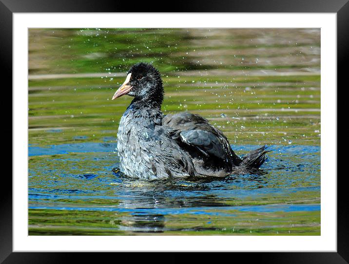 coot on the water Framed Mounted Print by nick wastie