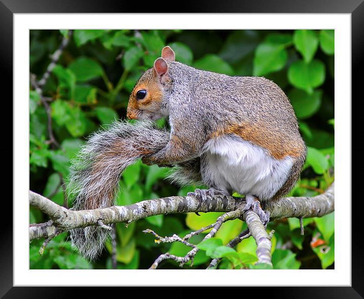  grey squirrel Framed Mounted Print by nick wastie
