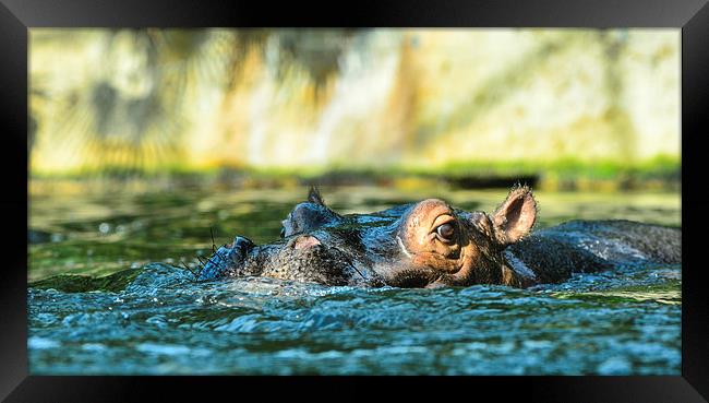  hippo Framed Print by nick wastie
