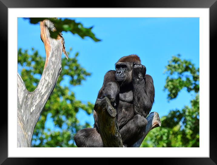  gorilla Framed Mounted Print by nick wastie