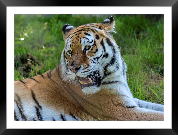  tiger Framed Mounted Print by nick wastie