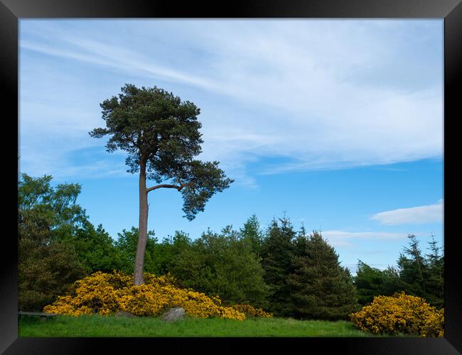 Scots Pine Framed Print by Tommy Dickson