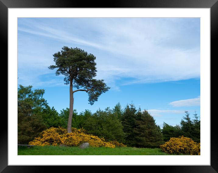 Scots Pine Framed Mounted Print by Tommy Dickson