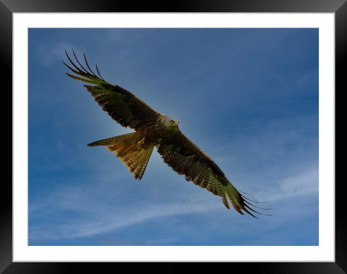 Red Kite flying against blue sky. Framed Mounted Print by Tommy Dickson