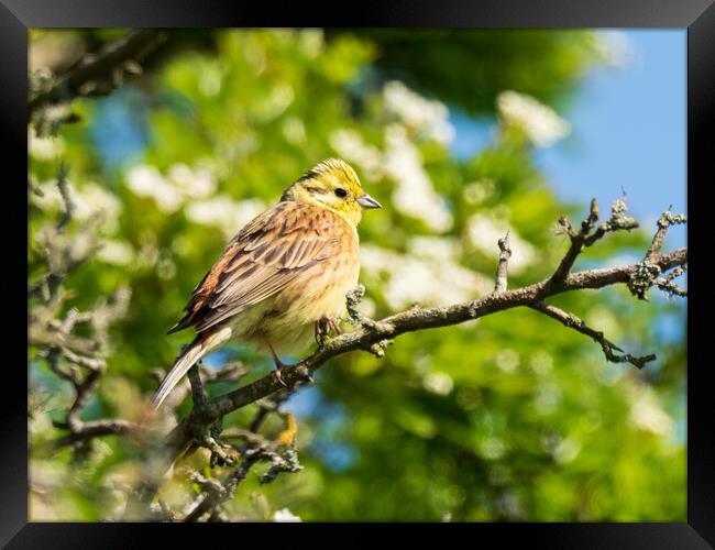 Yellowhammer perched in a tree. Framed Print by Tommy Dickson