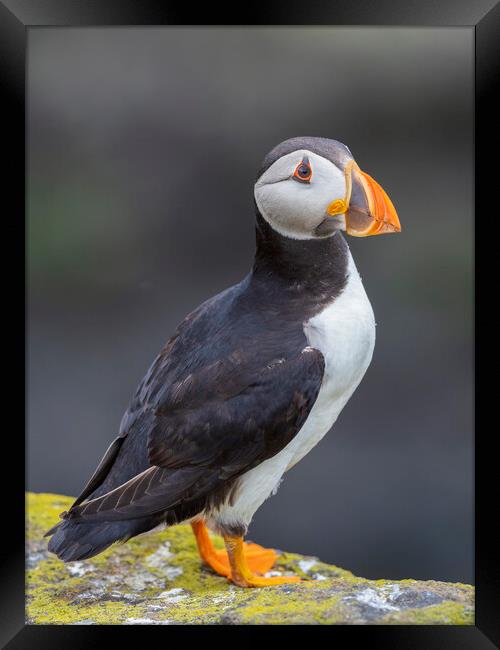 Puffin On The Isle Of May Framed Print by Tommy Dickson