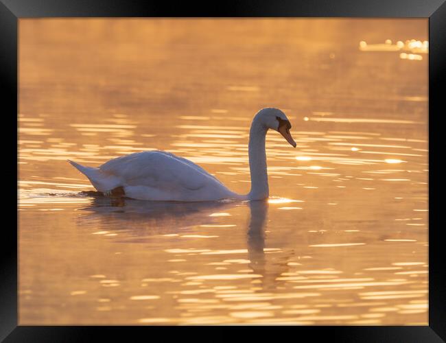 Graceful Swan on a Serene Lake at sunset. Framed Print by Tommy Dickson