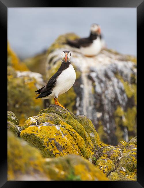 Atlantic Puffin Looking At Camera. Framed Print by Tommy Dickson