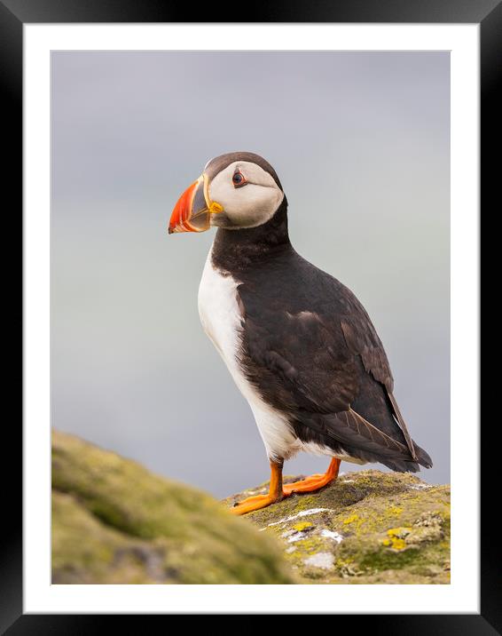 Atlantic Puffin on the Isle Of May Framed Mounted Print by Tommy Dickson
