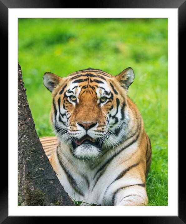 Amur Tiger Framed Mounted Print by Tommy Dickson