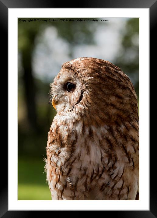 Tawny Owl Framed Mounted Print by Tommy Dickson