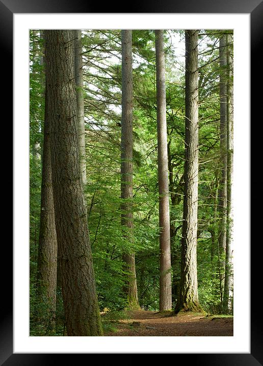 Enchanting Path through Scottish Larch Forest Framed Mounted Print by Tommy Dickson