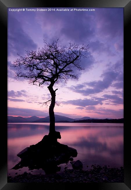 Millarochy Bay Tree, Loch Lomond.  Framed Print by Tommy Dickson