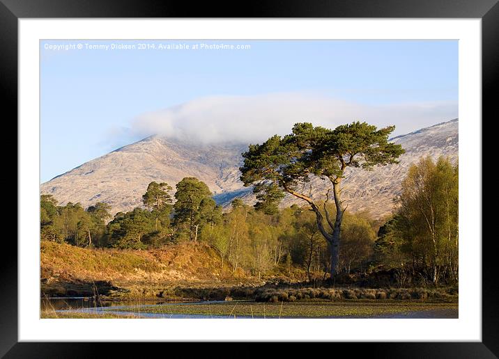 Majestic Scots Pine at Loch Tulla Framed Mounted Print by Tommy Dickson