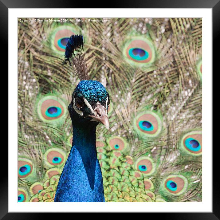 Peacock Framed Mounted Print by Tommy Dickson