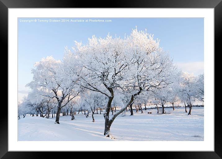 Frosty Trees Framed Mounted Print by Tommy Dickson