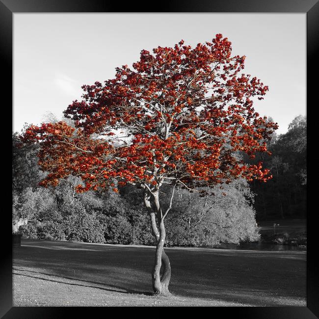 Little tree in Callendar Park, Falkirk. Framed Print by Tommy Dickson
