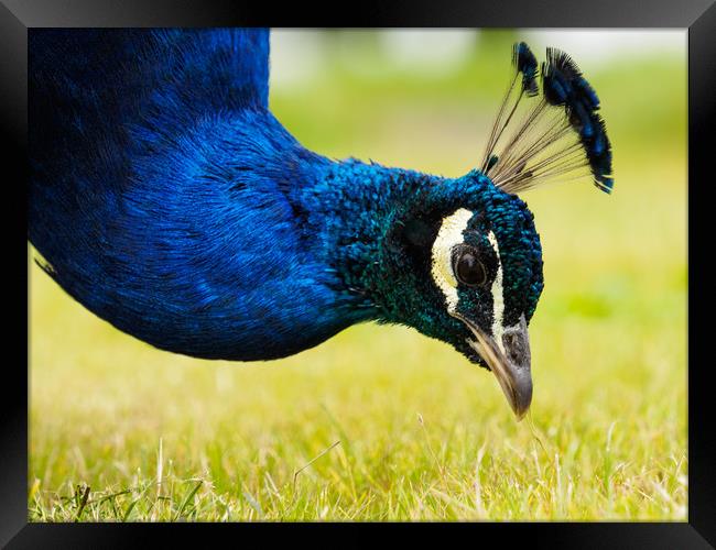 Peacock Portrait Framed Print by Tommy Dickson