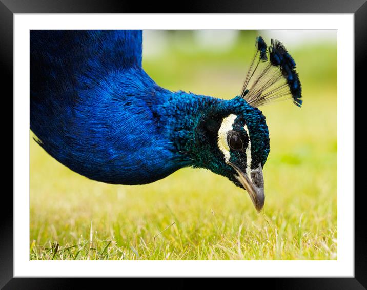 Peacock Portrait Framed Mounted Print by Tommy Dickson