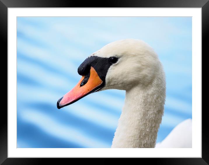 portrait of a mute swan Framed Mounted Print by Tommy Dickson