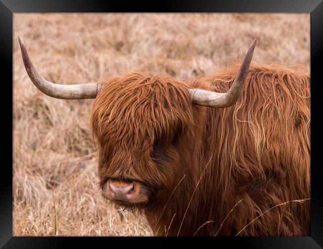 Highland Cow. Framed Print by Tommy Dickson