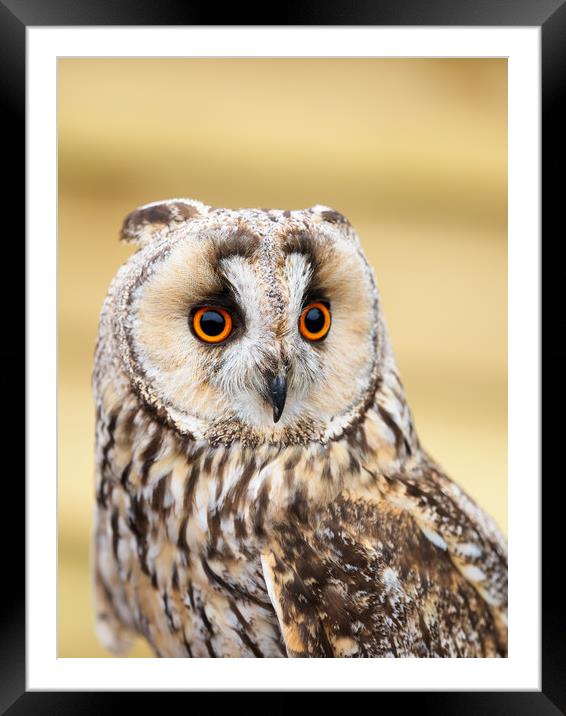 Long Eared Owl Framed Mounted Print by Tommy Dickson