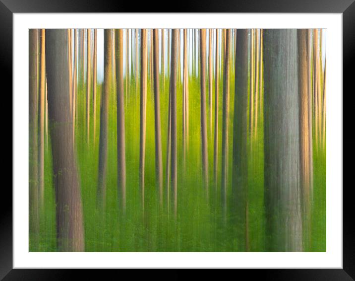 Abstract Forest. Framed Mounted Print by Tommy Dickson