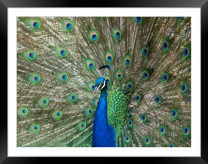 Beautiful peacock displaying his plumage. Framed Mounted Print by Tommy Dickson